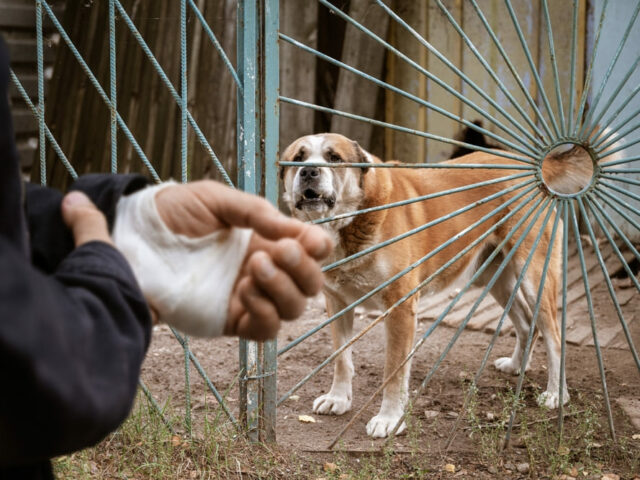 Can You Sue If a Dog Bites You in New York? What Victims Need to Know